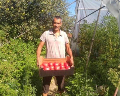 Зеленчукопроизводители унищожават реколтата си заради евтиния внос