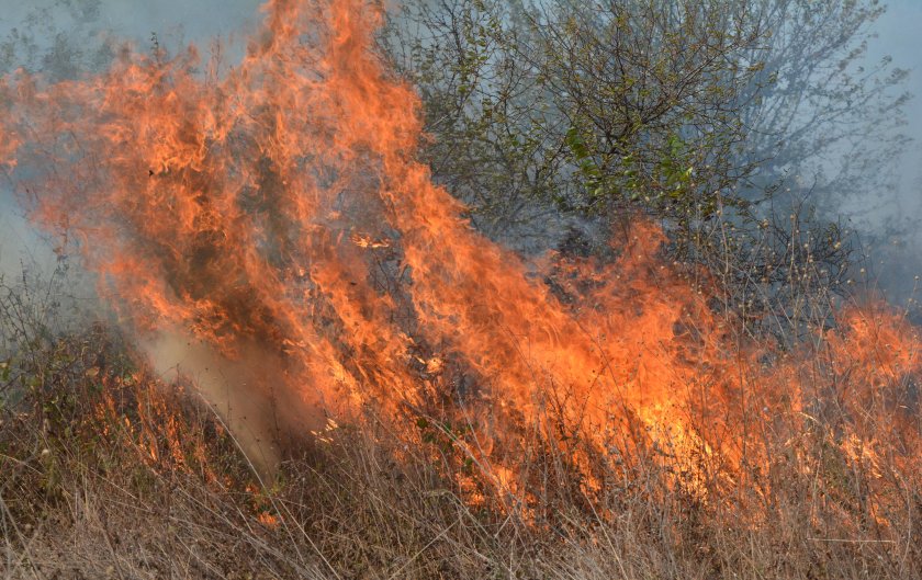 Пожар засегна лозови масиви край село Ръждак Пожар засегна лозови масиви край село Ръждак
