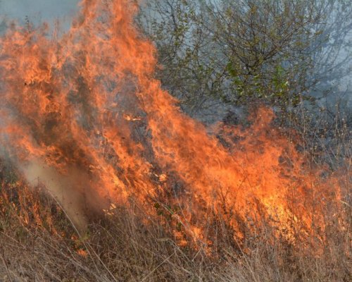 Пожар засегна лозови масиви край село Ръждак