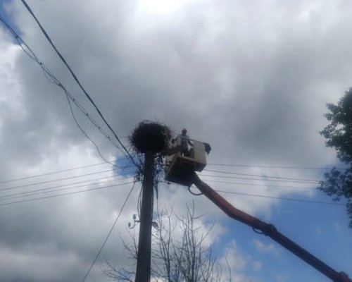 Спасиха малко щъркелче в Жиленци след светкавична намеса