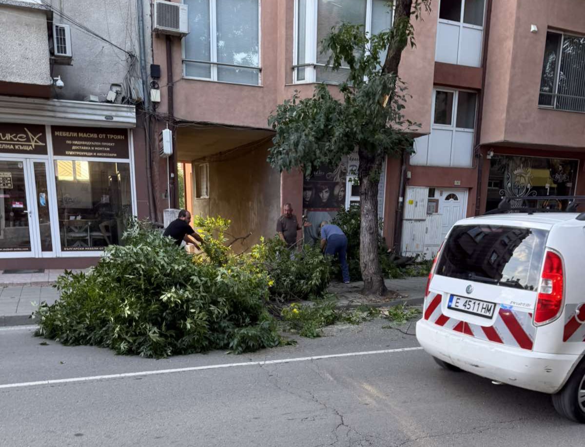 Голям клон падна на ул.  Александър Стамболийски  в Благоевград, движението е временно затруднено