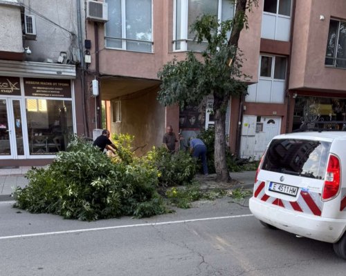 Голям клон падна на ул.  Александър Стамболийски  в Благоевград, движението е временно затруднено