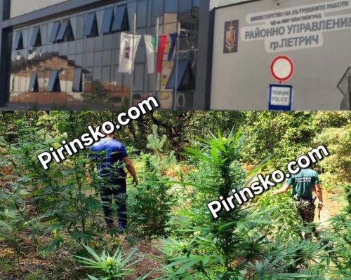 Пореден удар срещу наркопроизводството: Полицията откри четири насаждения с канабис край Петрич