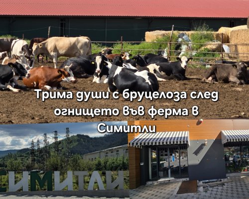 След огнището на бруцелоза в Симитли: БАБХ обяви пред Pirinsko.com какви мерки са предприети