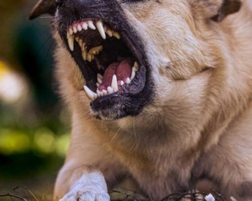 Брутална агресия: Куче уби друго и нахапа 16-годишно момче