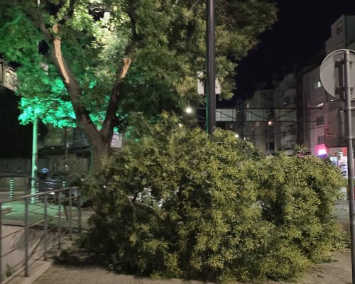 Огромни клони се стовариха пред денонощната аптека в Благоевград