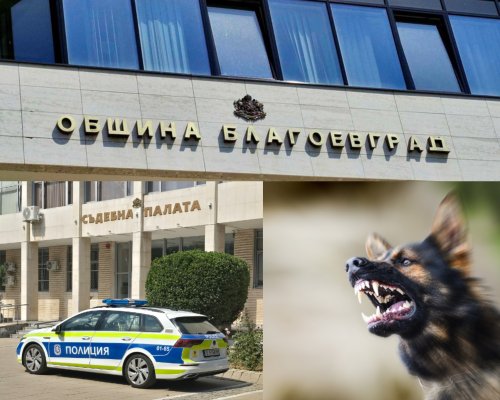 Община Благоевград плаща близо 400 хил. евро за смъртта на Красимир, загинал след инцидент с бездомни кучета