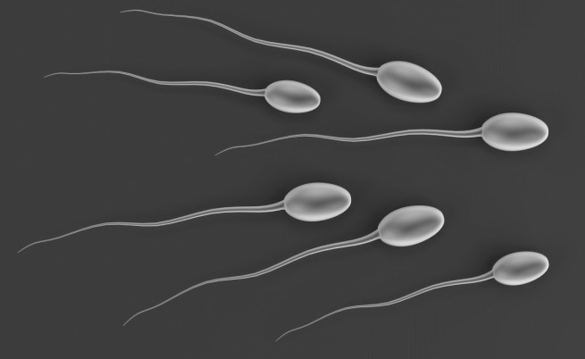 Революционно: създадоха сперматозоиди от кожни клетки