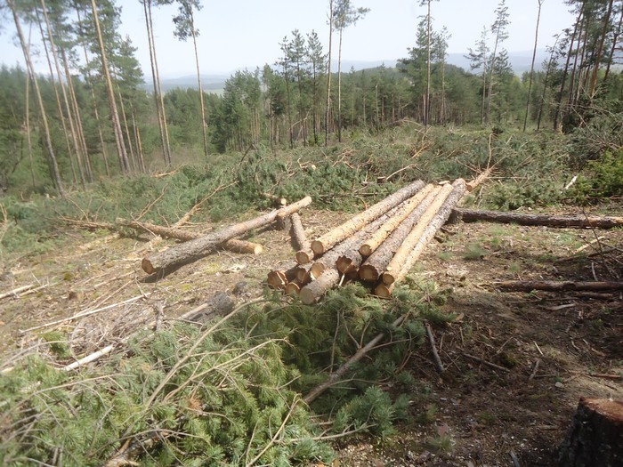 Поголовна сеч на гора в Разлог