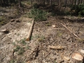 ЮЗДП предприема допълнителни мерки за опазване на горите край Разлог
