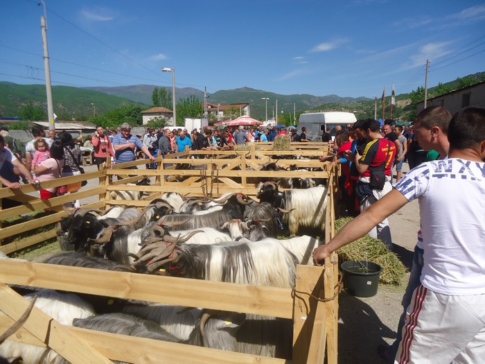 Кметът Николай Георгиев откри празника на животновъдството и земеделието в Кресна снимка 6