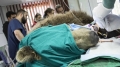 Международен екип от лекари прегледа 9 от мечките в парка край Белица