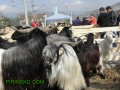 Трета национална изложба на Калоферска коза, Каракачански овце, коне и кучета край Кресна