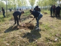 70 тополи засадиха по брега на р. Струма студенти, ученици и общинари от Симитли