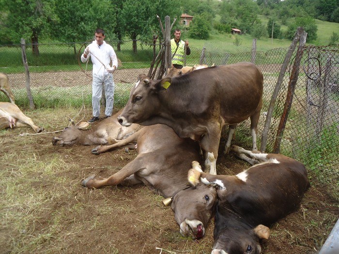(ВИДЕО) Служители на БАБХ-Благоевград умъртвиха болни крави в село Падеш общ.Благоевград