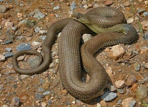 Кои са 3-те най-отровни змии в България