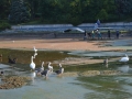 Почистват основно езерото в Сандански