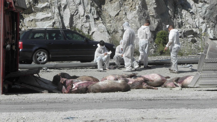 Едва 50 от превозваните 205 прасета са оцелели при катастрофата вчера в Кресненското дефиле, 30 безследно изчезнали