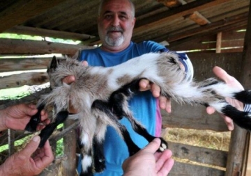 Роди се козле с осем крака и с мъжки и женски полови органи
