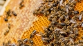 Пчелите – новите домашни любимци на софиянци