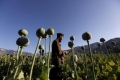 Драстично се e увеличило производството на наркотици в Афганистан