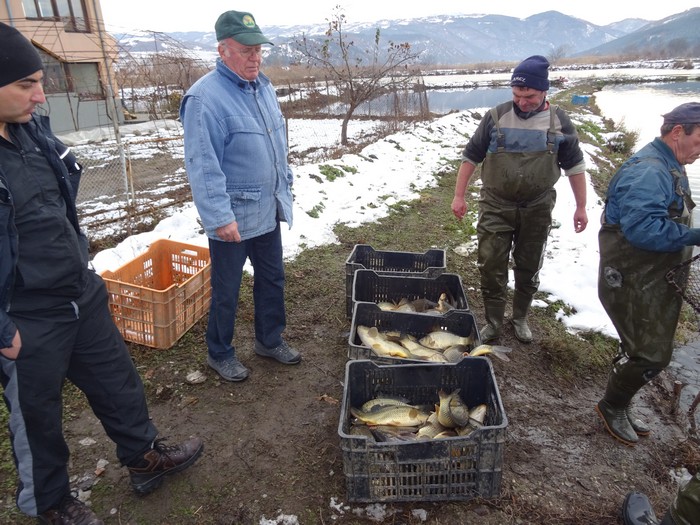 Шаран, бял амур и толстолоб, уловени тази сутрин в рибарника край Благоевград, поеха към пазара на едро и дребно снимка 9